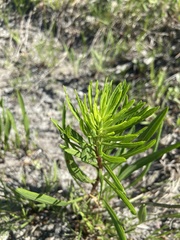 Liatris aspera