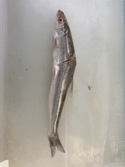 Thaleichthys pacificus