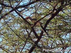 Tockus erythrorhynchus