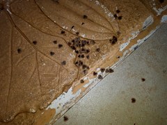 Aristolochia acuminata