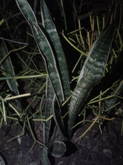 Sansevieria