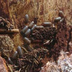 Armadillidium pulchellum