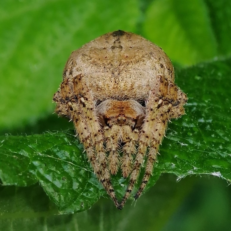 Eustala bifida