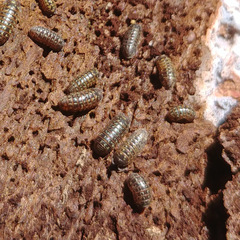 Armadillidium pulchellum