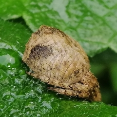 Eustala bifida