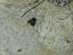Myrmecophilidae