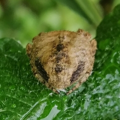 Eustala bifida