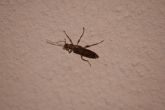 Oedemera marmorata