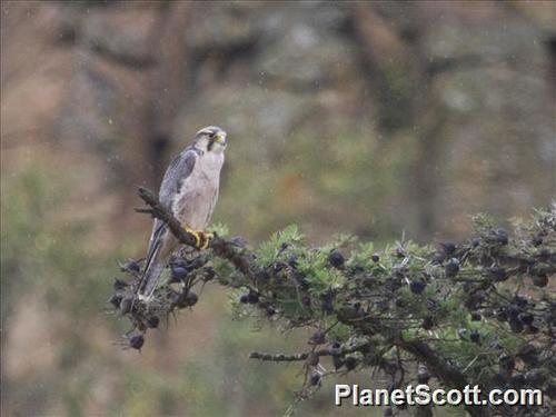 Lanner Falcon