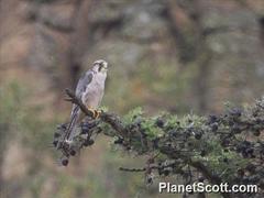 Lanner Falcon photo 3