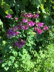 Aquilegia vulgaris