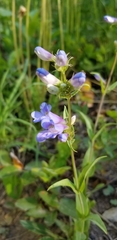 Penstemon cyananthus