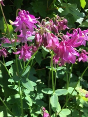 Aquilegia vulgaris