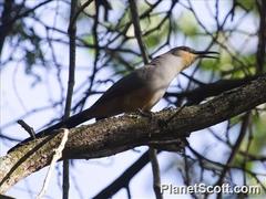 Coccyzus longirostris