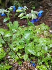 Pulmonaria stiriaca