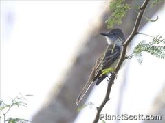 Myiarchus stolidus