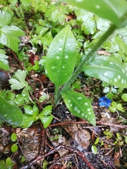 Pulmonaria stiriaca