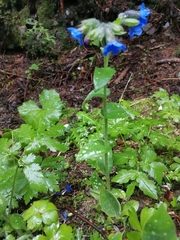 Pulmonaria stiriaca