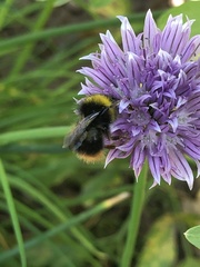 Bombus