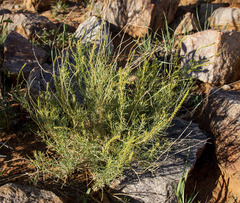 Lophiocarpus polystachyus