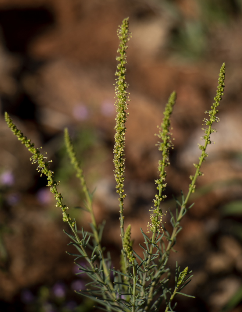 Lophiocarpus polystachyus