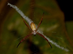 Argiope dang