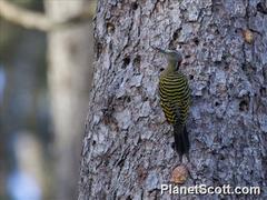 Melanerpes striatus