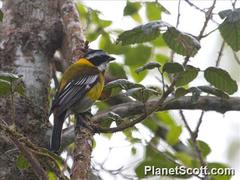 Spindalis dominicensis