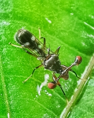 Megalabops quadriguttata