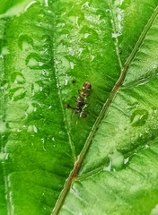 Megalabops quadriguttata