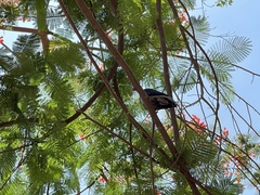 Corvus cornix