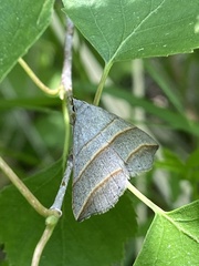 Colobochyla salicalis