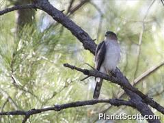 Accipiter striatus striatus