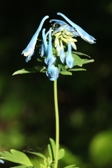 Corydalis elata