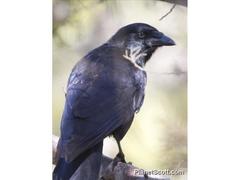 Corvus palmarum