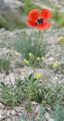 Papaver laevigatum