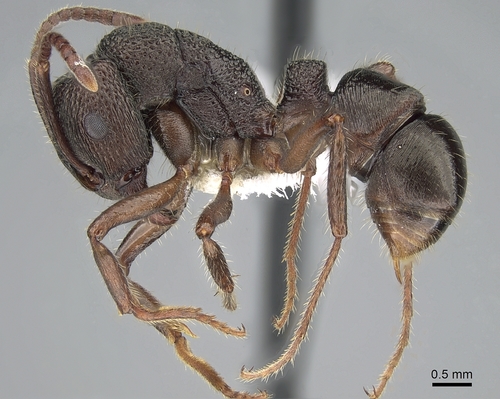 克拉克皱突蚁Rhytidoponera clarki