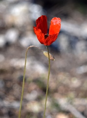 Papaver laevigatum