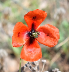 Papaver laevigatum