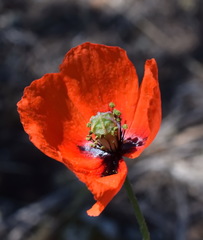 Papaver laevigatum
