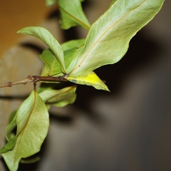 Colotis evanthe evanthe