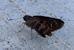 Polygonus leo arizonensis