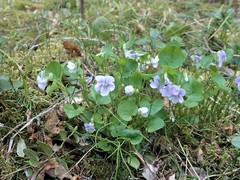 Viola sacchalinensis