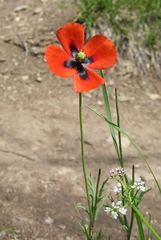 Papaver laevigatum