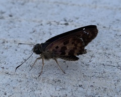 Polygonus leo arizonensis