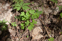 Corydalis caucasica