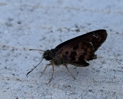 Polygonus leo arizonensis