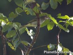 Vireo altiloquus
