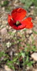 Papaver laevigatum