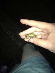 Hyla andersonii